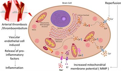 Exosomes Derived From Mesenchymal Stem Cells: Novel Effects in the Treatment of Ischemic Stroke